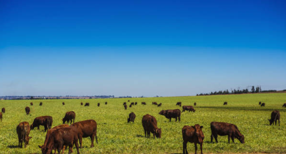 Cattle grazing on open pasture during backgrounding