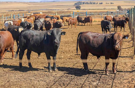 Cattle in a feedlot pen