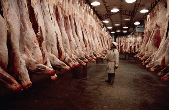 Frozen beef carcasses in a cold storage processing facility