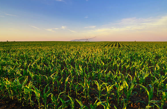 Corn field at sunset with irrigation equipment in the background