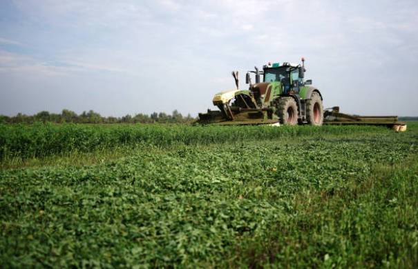 Tractor harvesting a lucerne field