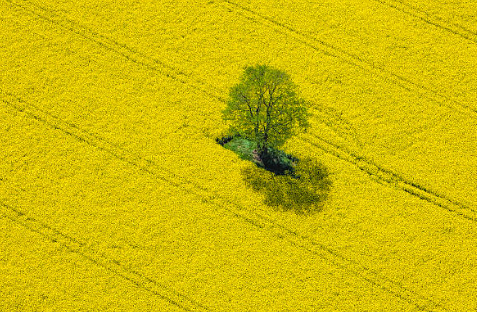 Aerial view of an oilseed rape field with a single tree